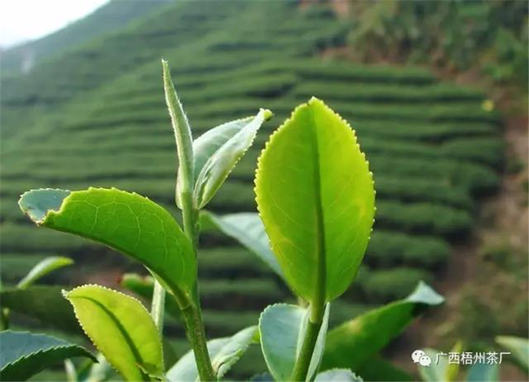 微信圖片_20190614093524_副本.jpg 微信圖片_20190614093524_副本.jpg